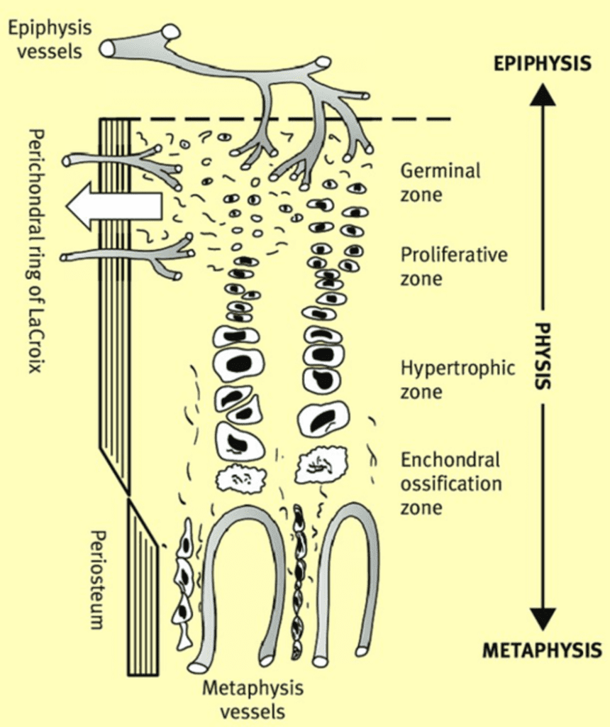 Apofyseskader i bekkenet, endochondral ossifikasjon