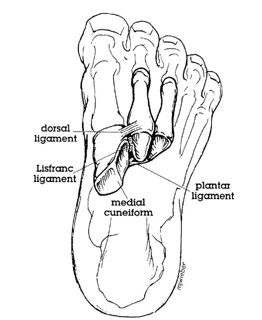 Lisfranc