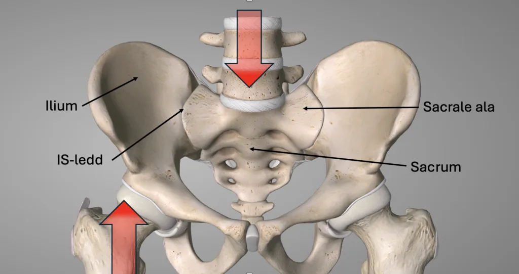 Stressreaksjon i sacrum